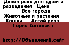 Девон рекс для души и разведения › Цена ­ 20 000 - Все города Животные и растения » Кошки   . Алтай респ.,Горно-Алтайск г.